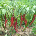 Sichuan chilies long dry red chilies for foodseasoning